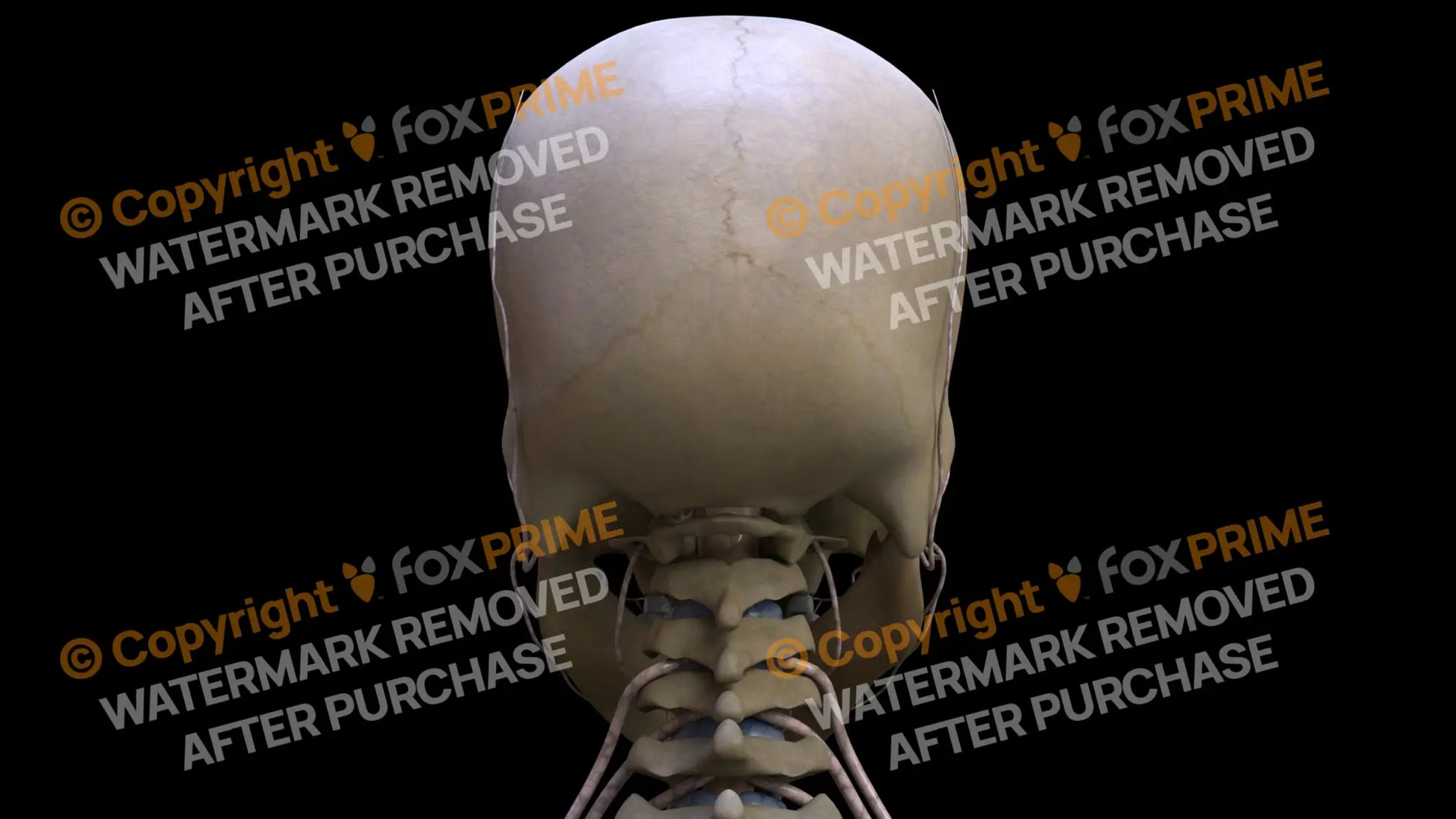 Nervous System Nerves of Cervical Plexus 2 Still Shot