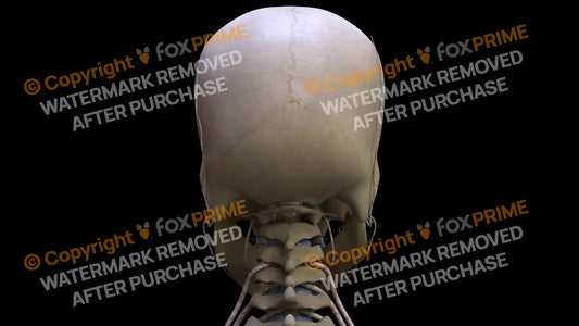 Nervous System Nerves of Cervical Plexus 2 Still Shot