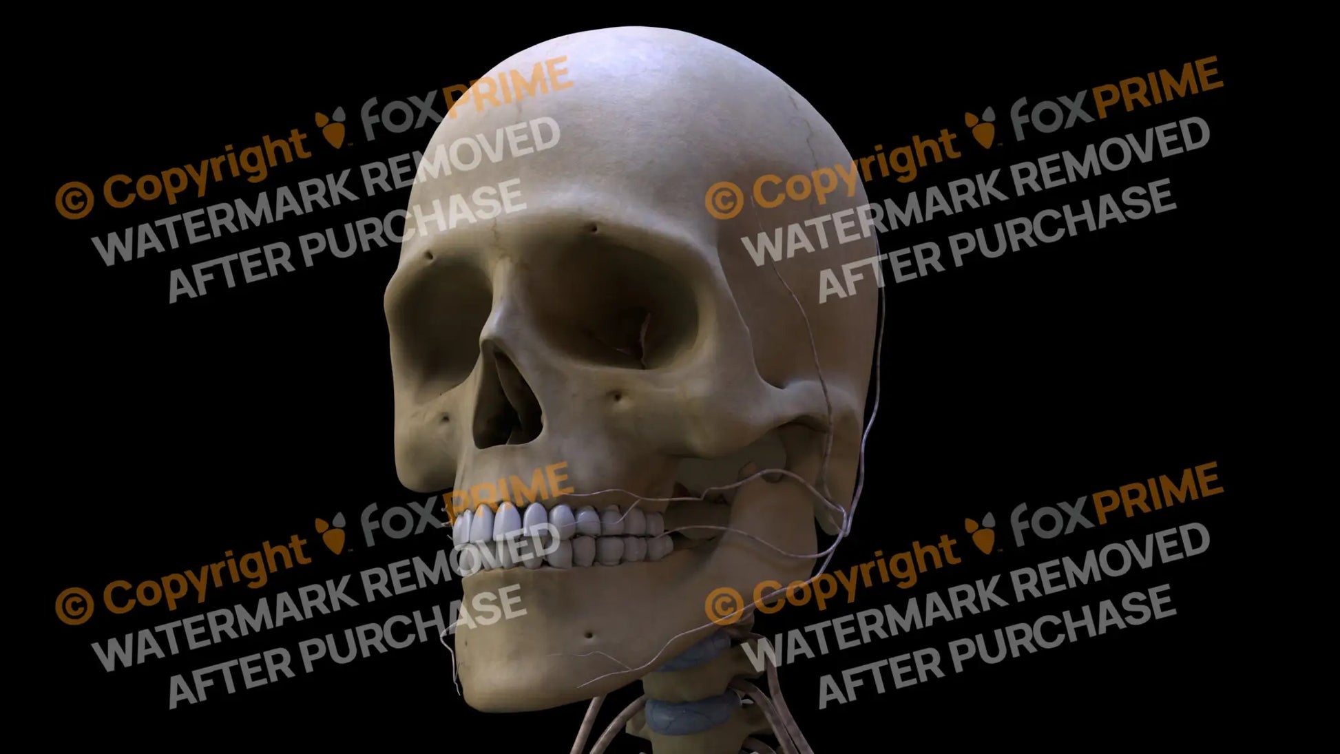 Nervous System Nerves of Cervical Plexus Left 4 Still Shot