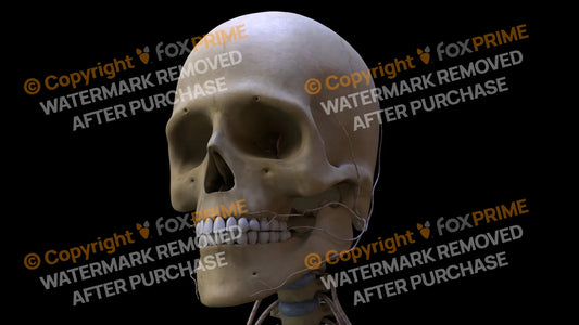 Nervous System Nerves of Cervical Plexus Left 4 Still Shot