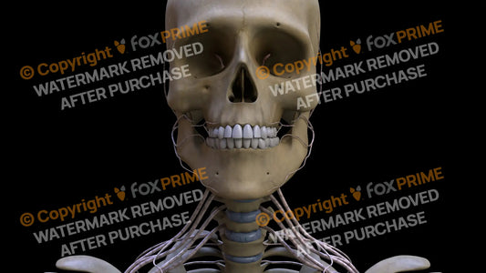 Nervous System Nerves of Cervical Plexus Still Shot