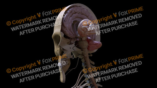 Nervous System Pituarty Gland Left 2 Still Shot