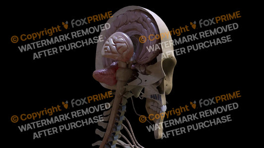 Nervous System Pituarty Gland Right Still Shot