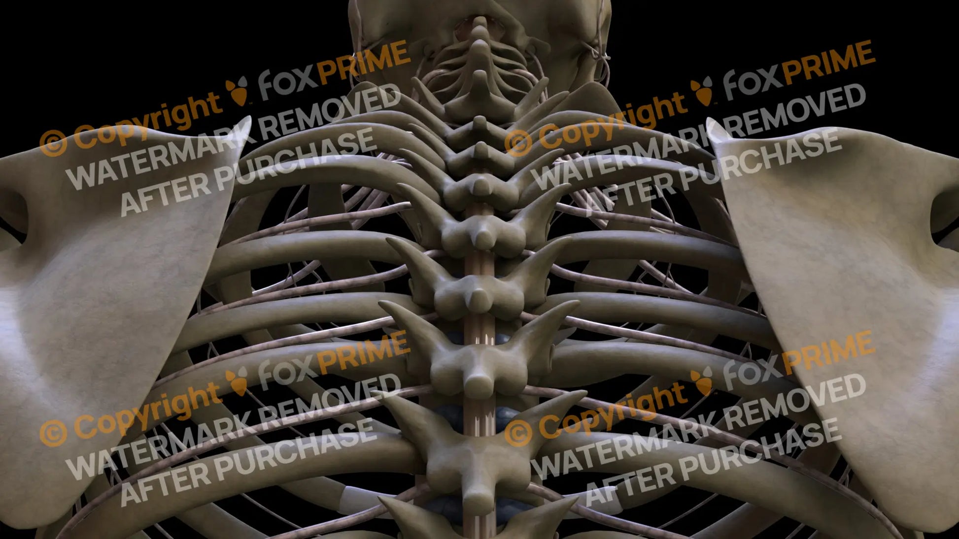 Nervous System Spinal Cord 4 Still Shot