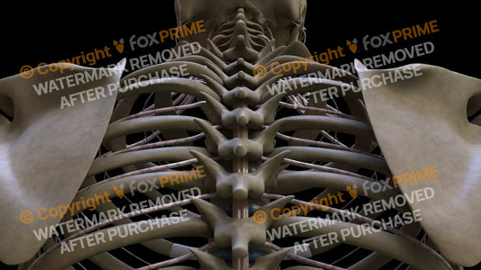 Nervous System Spinal Cord 4 Still Shot