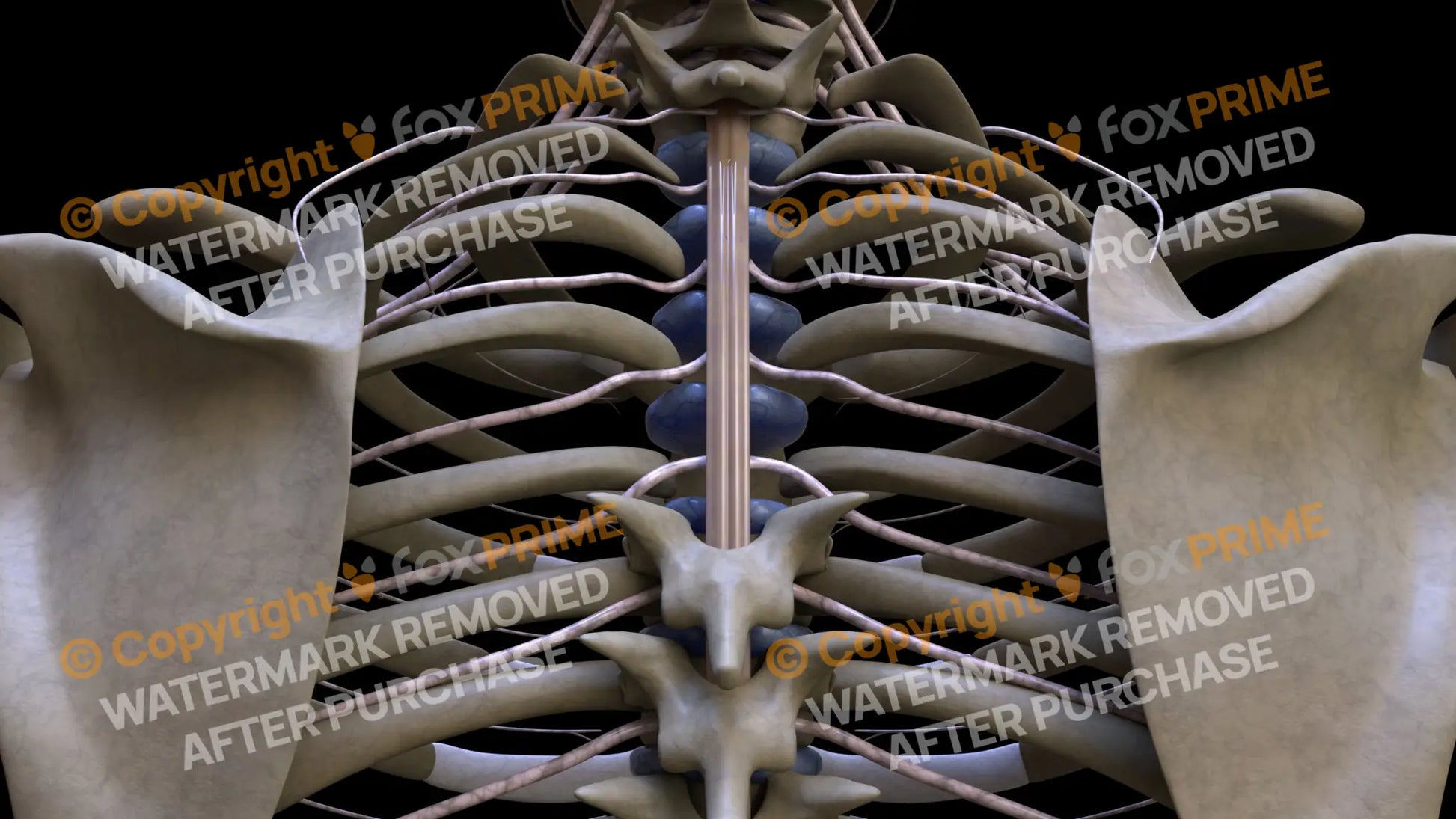 Nervous System Spinal Cord 5 Still Shot