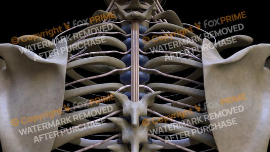 Nervous System Spinal Cord 5 Still Shot