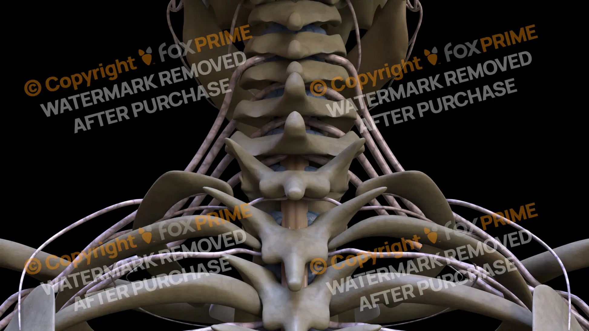 Nervous System Spinal Cord 6 Still Shot