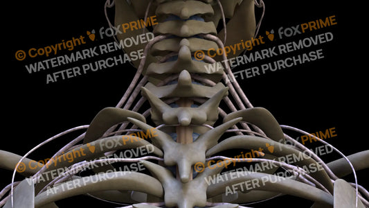 Nervous System Spinal Cord 6 Still Shot