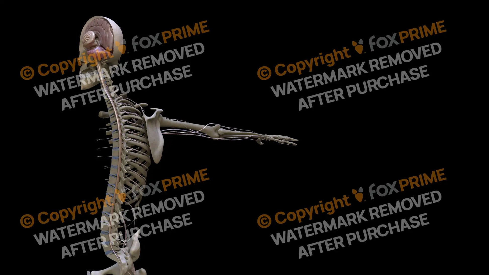Nervous System Spinal Cord Left Still Shot