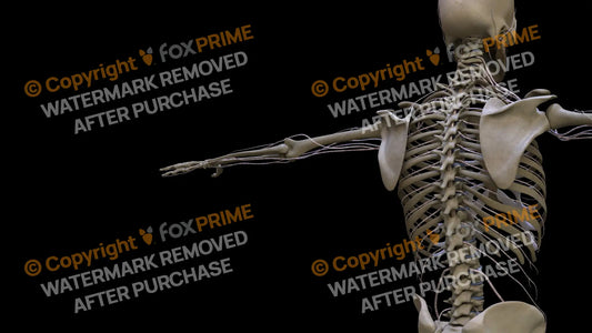 Nervous System Spinal Cord Right 2 Still Shot