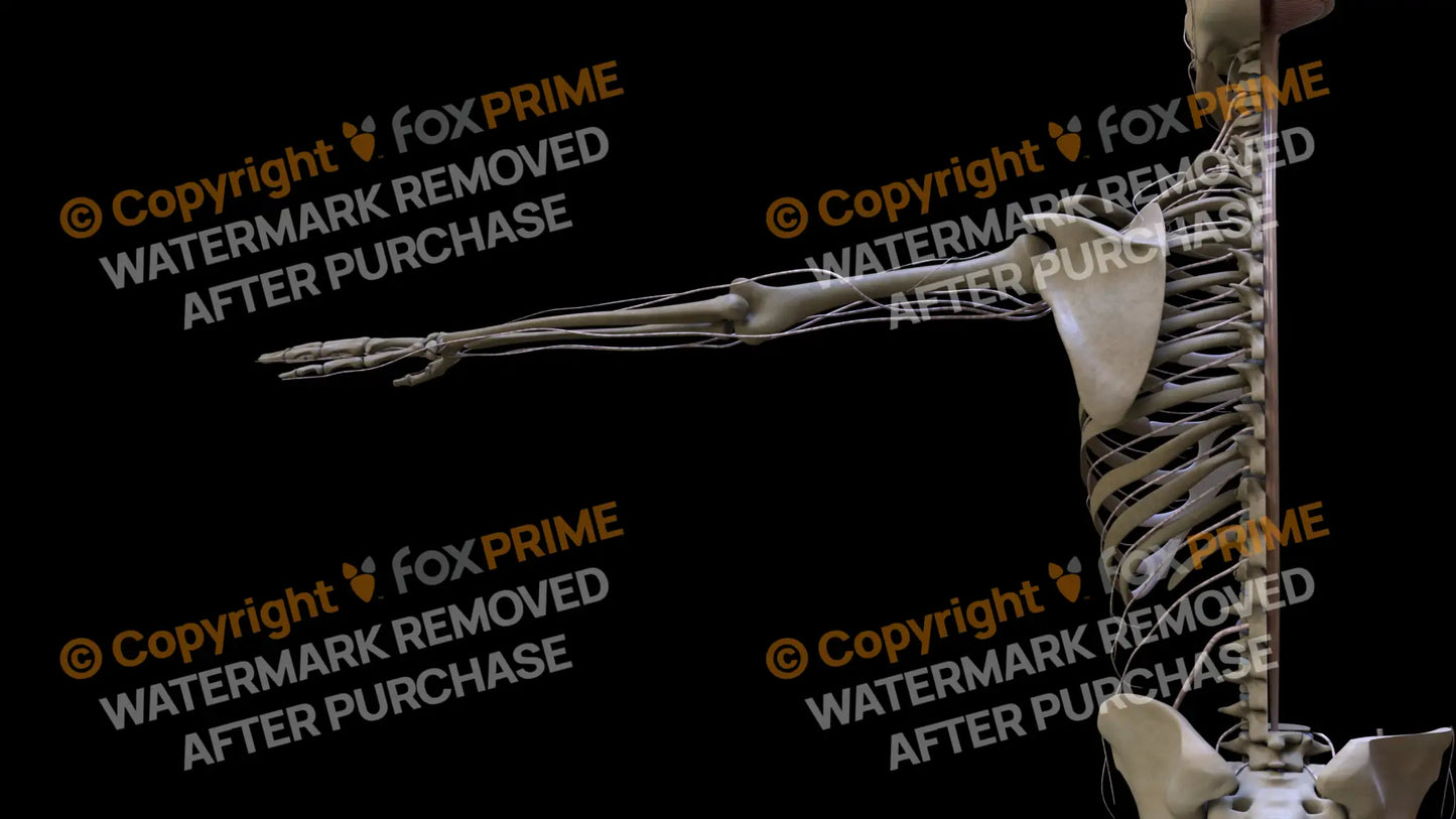 Nervous System Spinal Cord Right 3 Still Shot