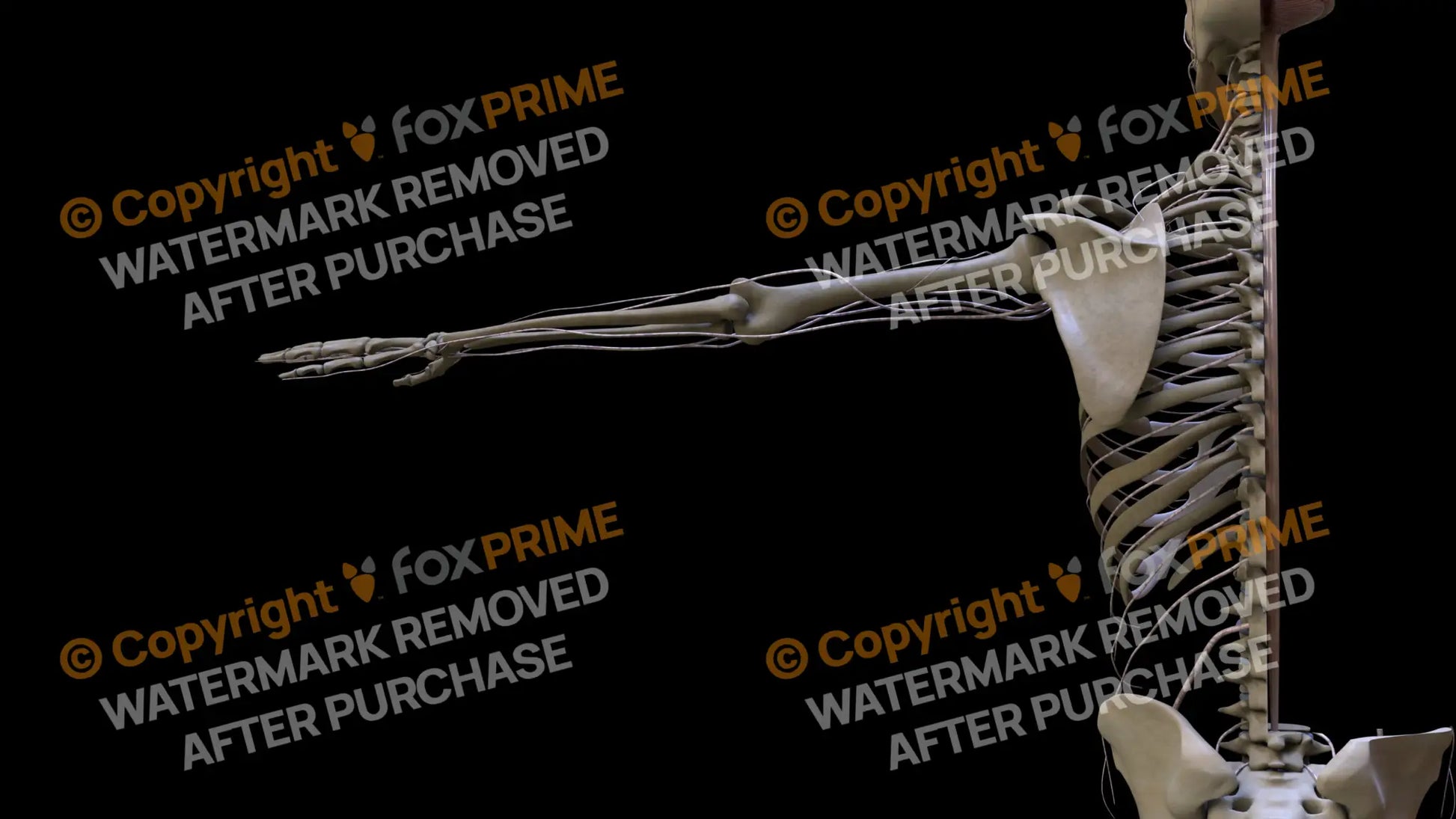 Nervous System Spinal Cord Right 3 Still Shot