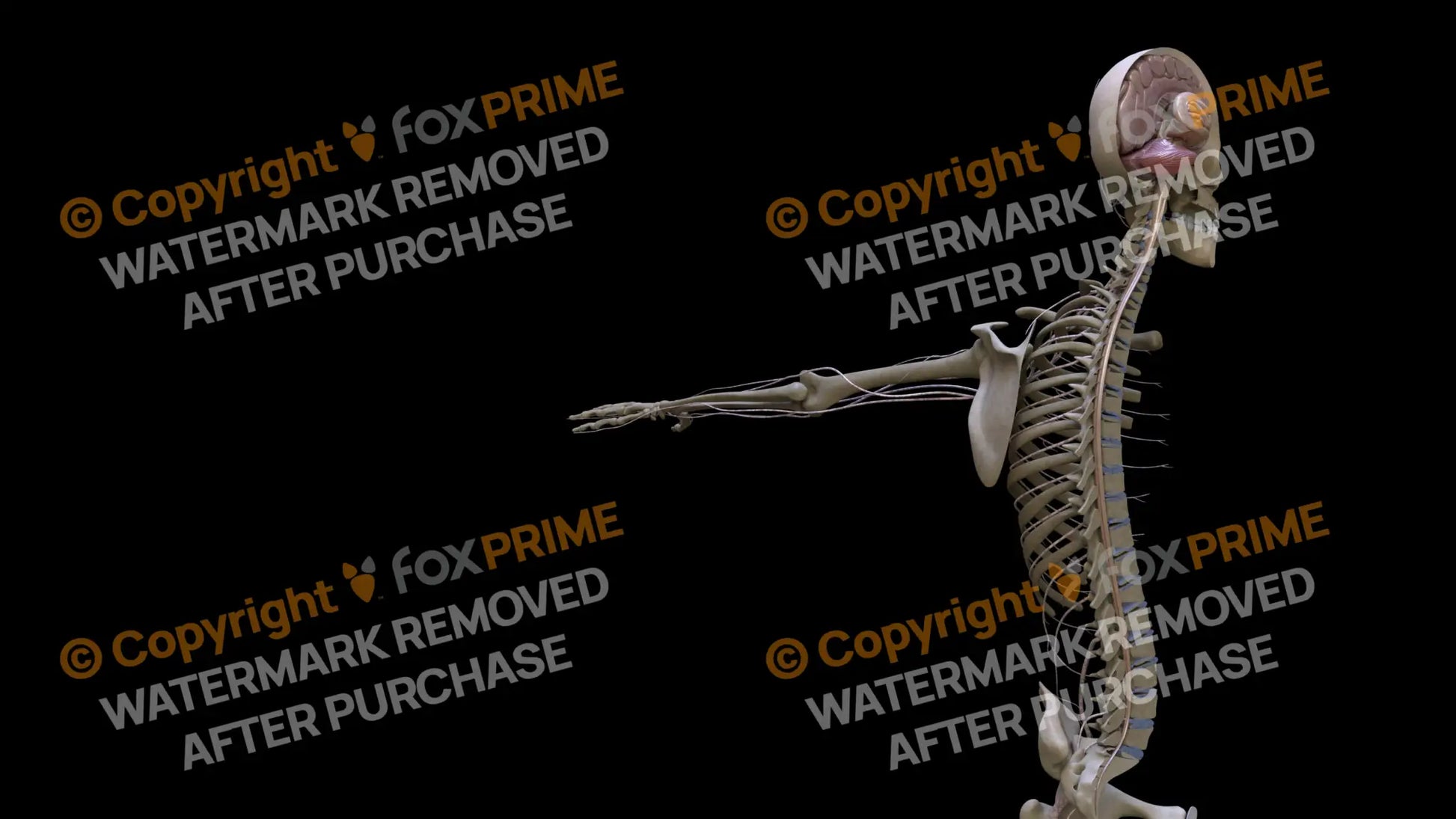 Nervous System Spinal Cord Right Still Shot