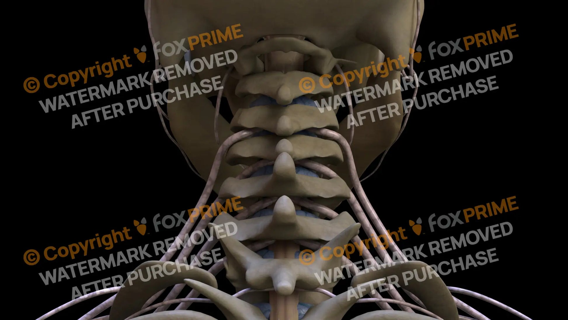 Nervous System Spinal Nerves 2 Still Shot