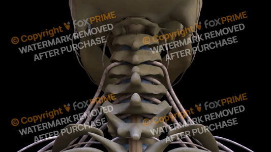 Nervous System Spinal Nerves 2 Still Shot