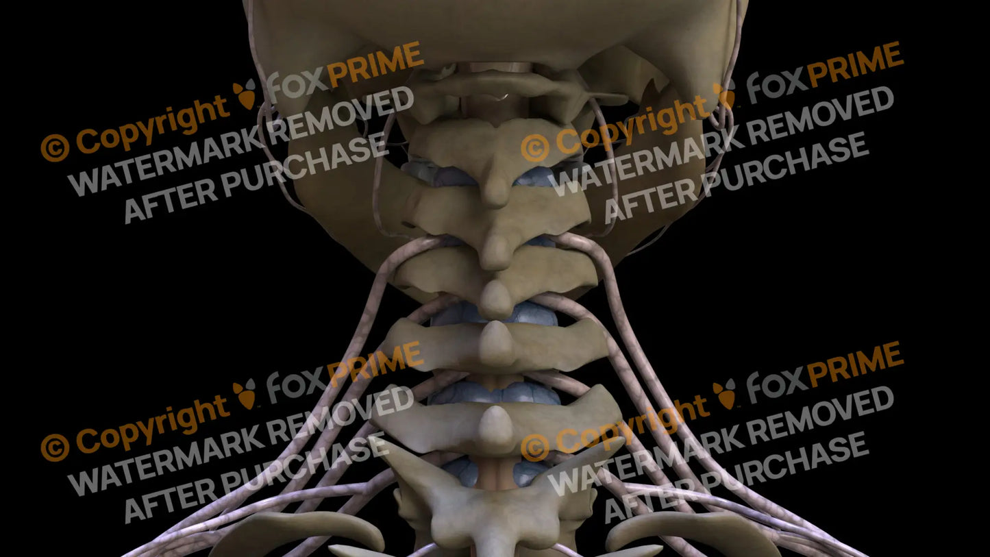 Nervous System Spinal Nerves Still Shot