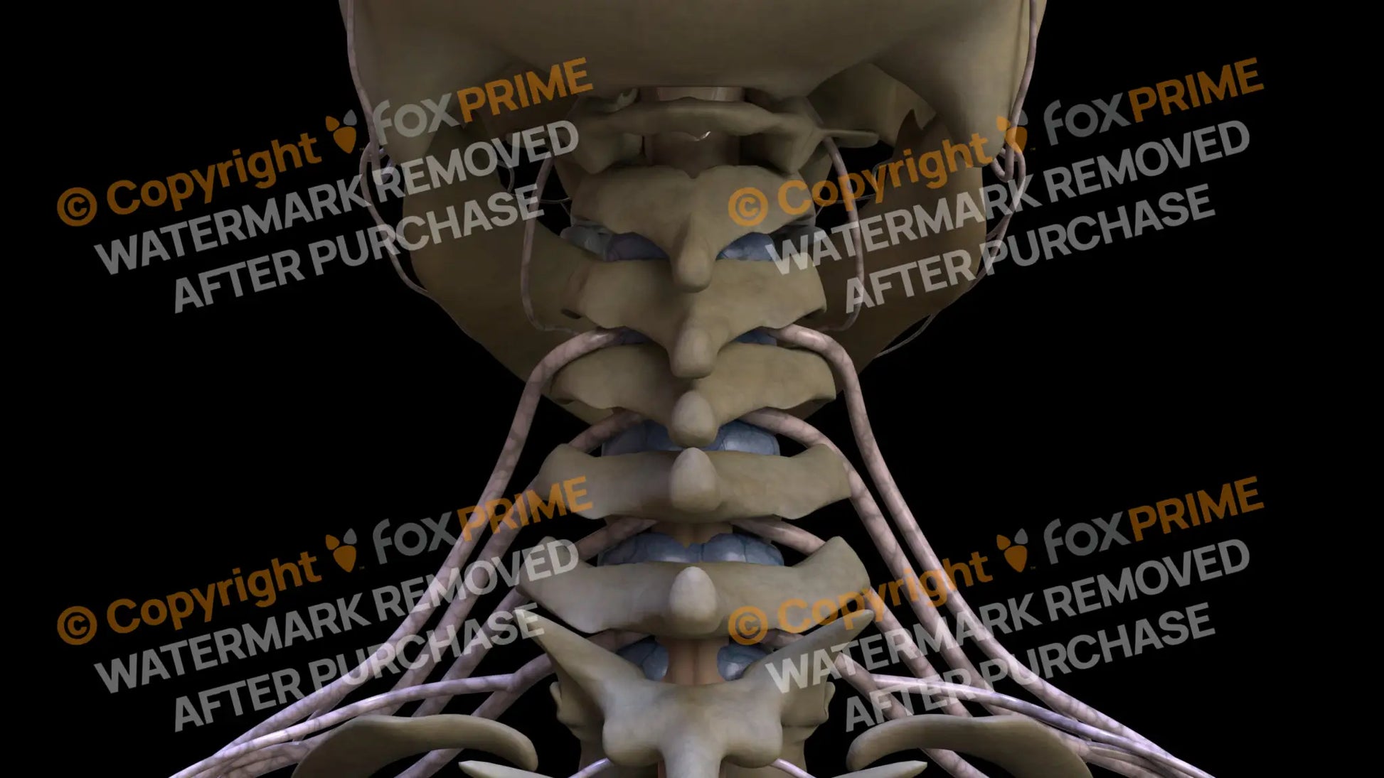 Nervous System Spinal Nerves Still Shot