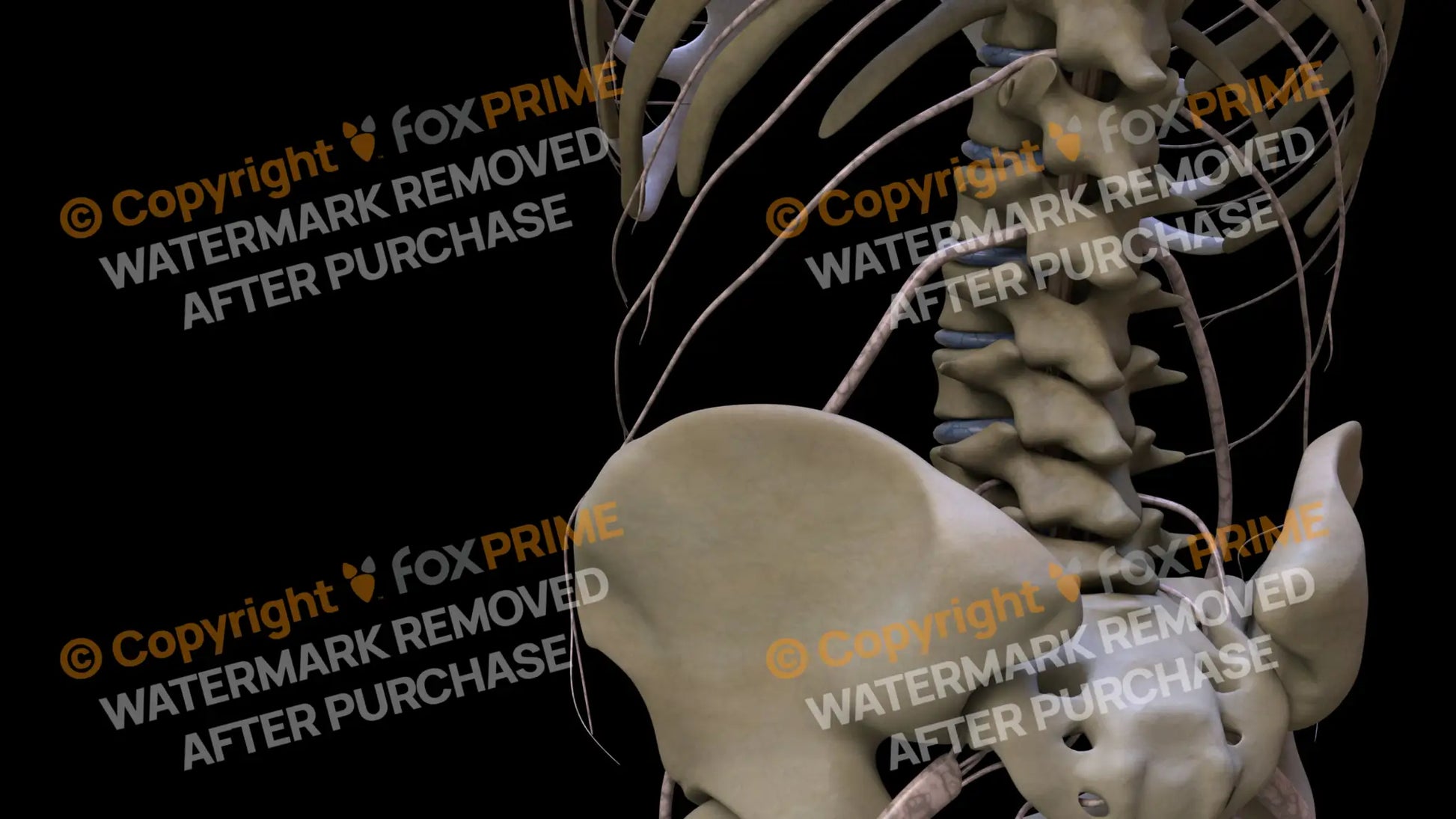Nervous System Subcostal Nerve Left 2 Still Shot