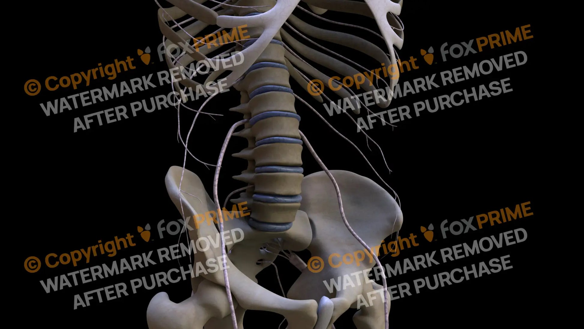 Nervous System Subcostal Nerve Right Still Shot