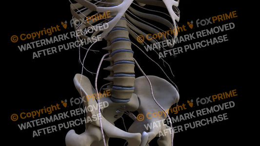 Nervous System Subcostal Nerve Right Still Shot