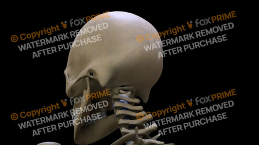 Occipital Bone 2 (Left) Still Shot