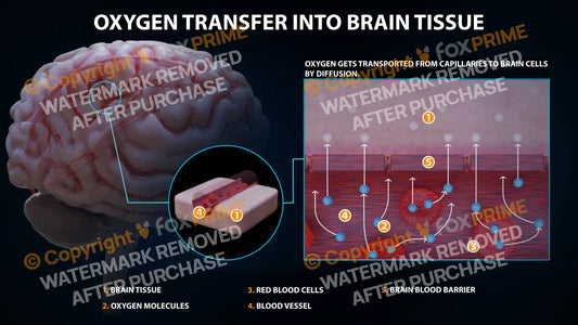 Oxygen Transfer Into Brain Tissue Still Shot