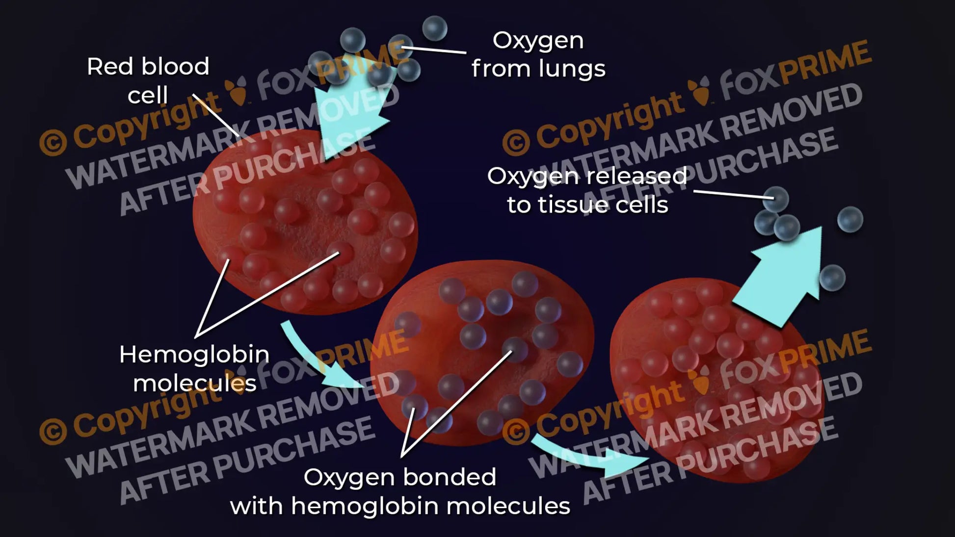 Oxygeniation Process Still Shot