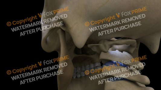 Paletatine Bone (Left) Still Shot