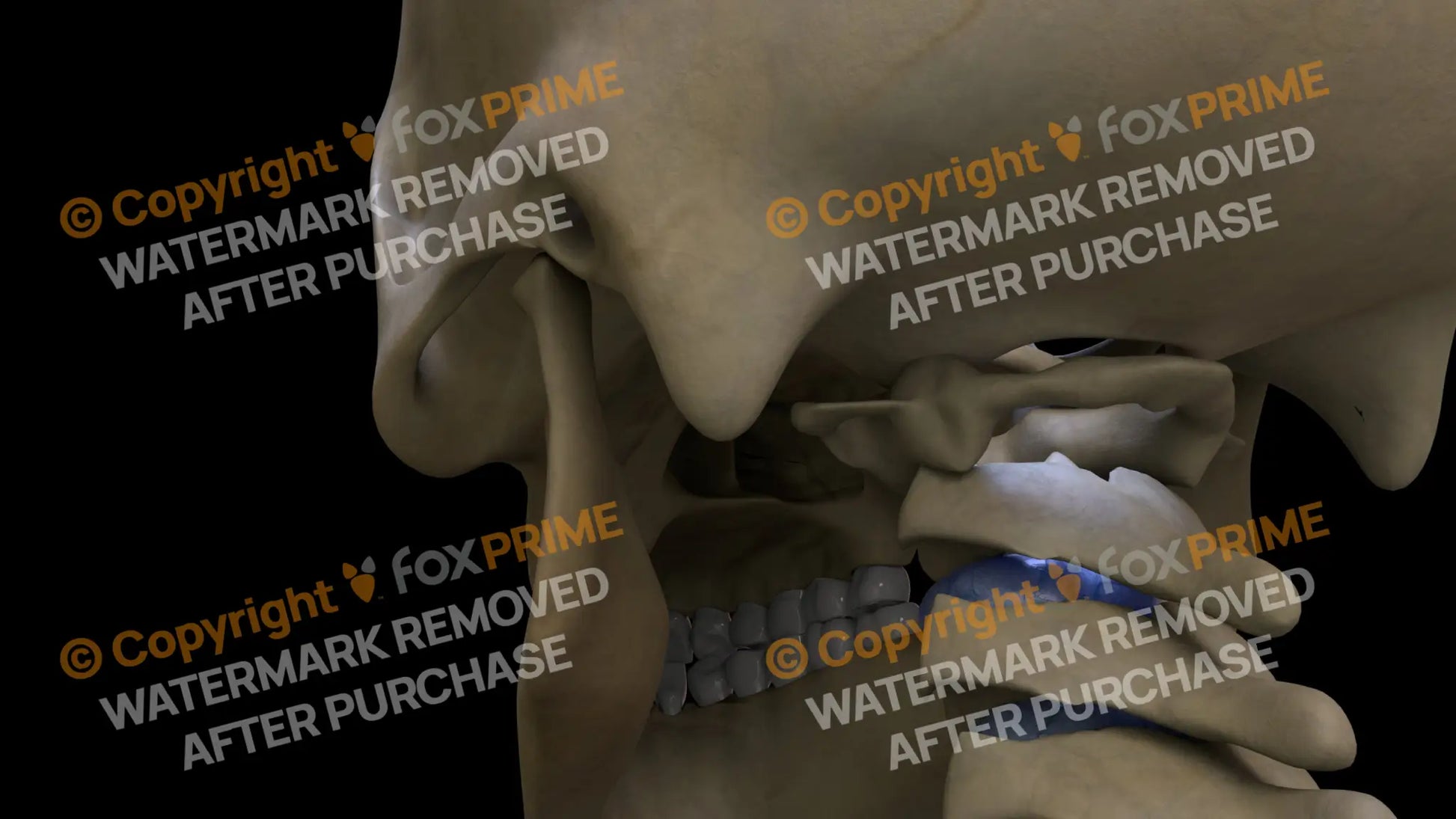 Paletatine Bone (Left) Still Shot