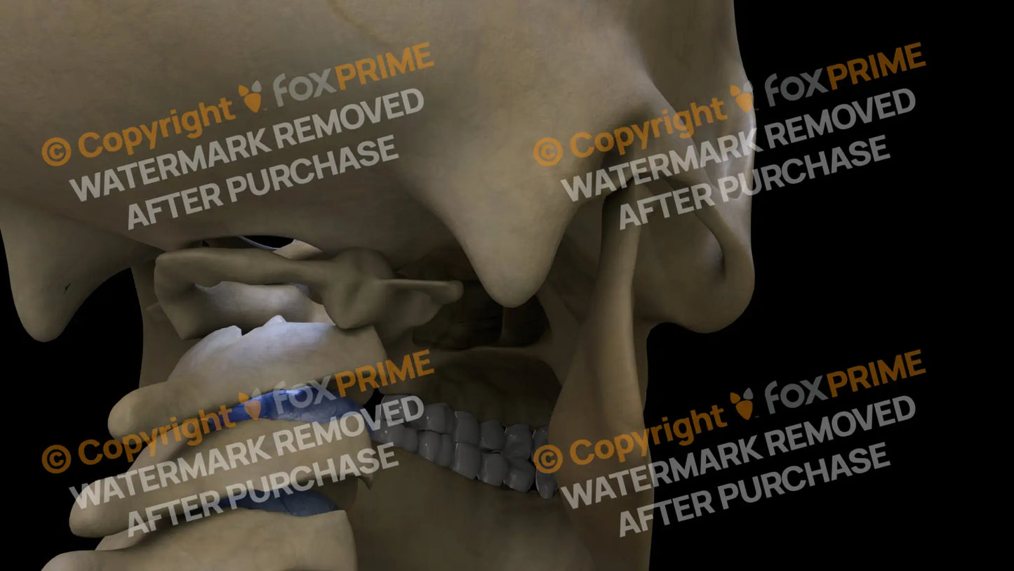 Paletatine Bone (Right) Still Shot