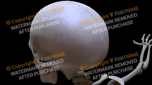Parietal Bone 1 (Left) Still Shot