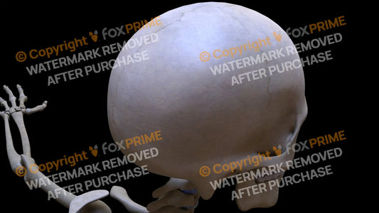 Parietal Bone 1 (Right) Still Shot