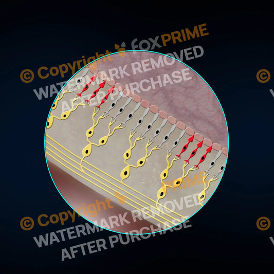 Photoreceptors (No Text) Still Shot