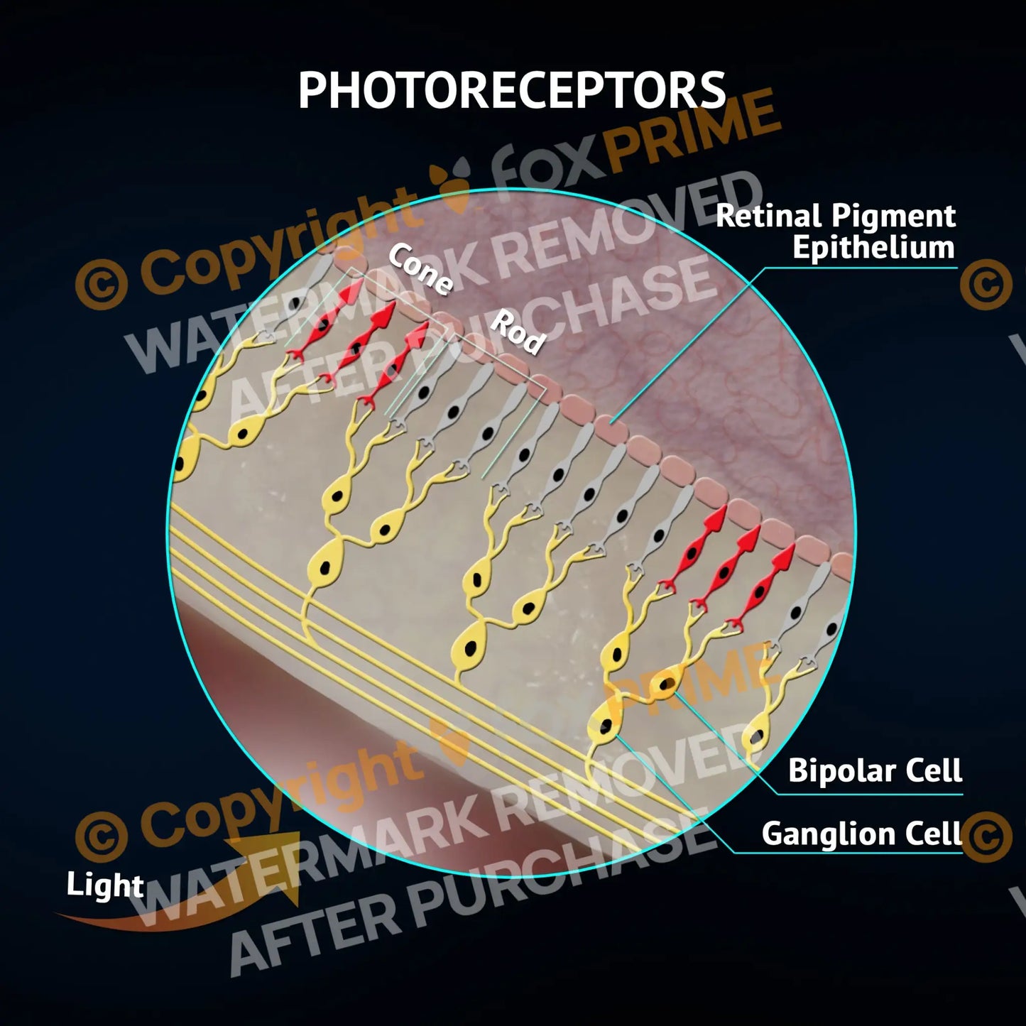 Photoreceptors Still Shot
