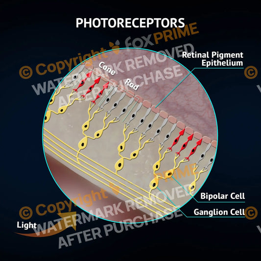Photoreceptors Still Shot