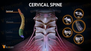 Spine Cervical Anatomy (Animation)