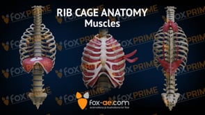 Rib Cage Anatomy Muscles (Animation)