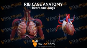 Rib Cage Anatomy Heart and Lungs (Animation)