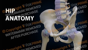 Leg Hip Joint Anatomy (Animation)