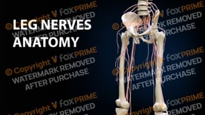 Leg Nerves Anatomy (Animation)