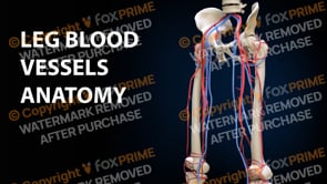Leg Vessels Anatomy (Animation)
