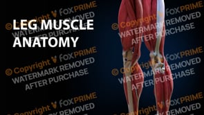 Leg Muscles Anatomy (Animation)
