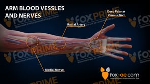 Arm Anatomy - Blood Vessels and Nerves (Animation)