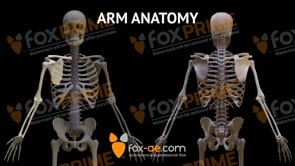 Arm Anatomy - Bones (Animation)