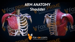 Arm Anatomy - Shoulder (Animation)
