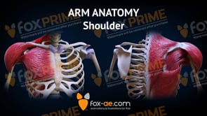 Arm Anatomy - Shoulder (Animation)