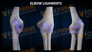 Elbow Ligaments Anatomy (Animation)