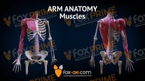 Arm Anatomy - Muscles (Animation)