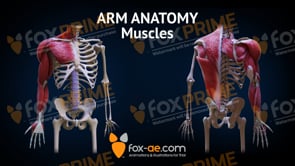 Arm Anatomy - Muscles (Animation)